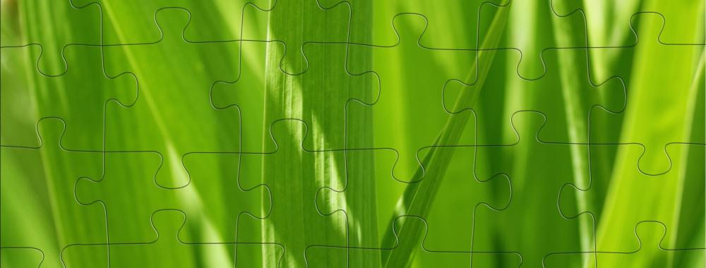 3d puzzles with image spring green grass .jpg